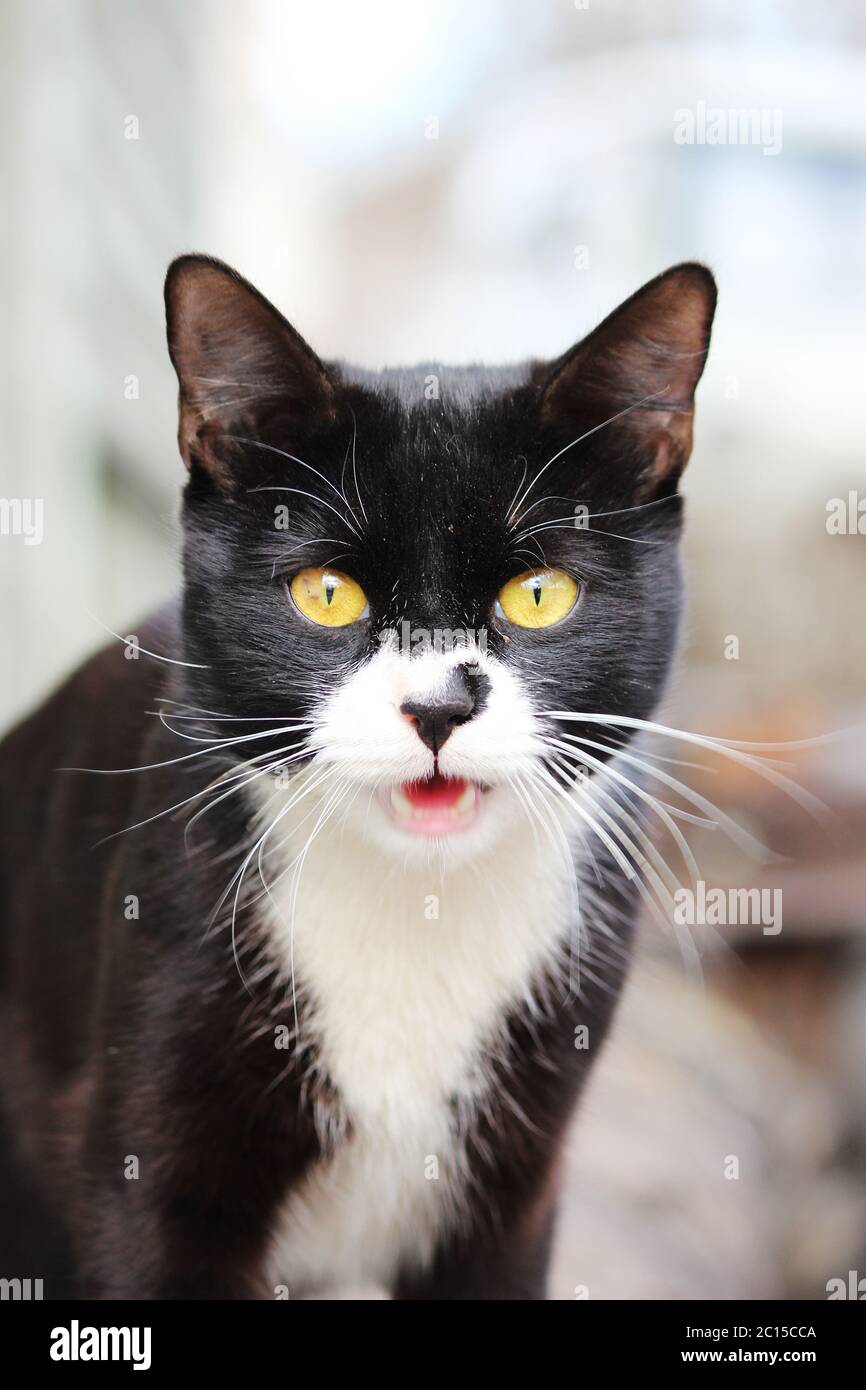 Jeune chat noir et blanc est allé à l'extérieur pour prendre une marche au printemps. Banque D'Images