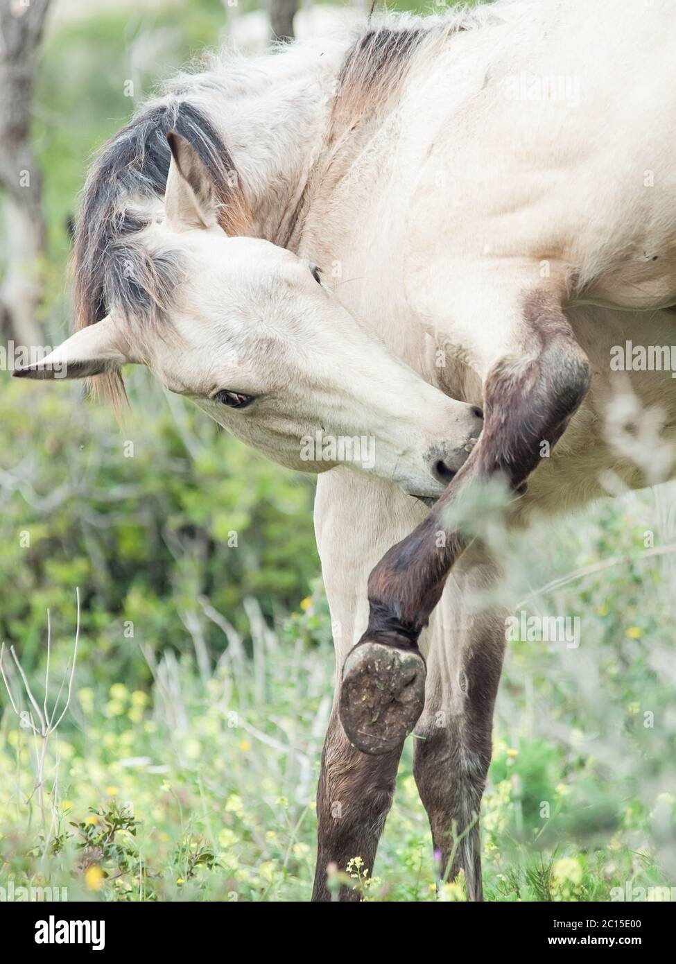 Demi-toilettage jeune cheval sauvage. Israël Banque D'Images