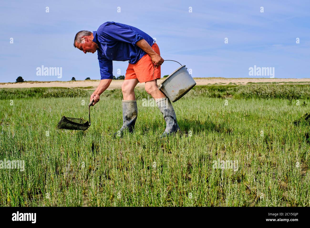 France, Normandie, Département de la Manche, Regnéville-sur-Mer, havre de Regnéville, saphir, Stephane Chevalier, pêcheur à pied Banque D'Images