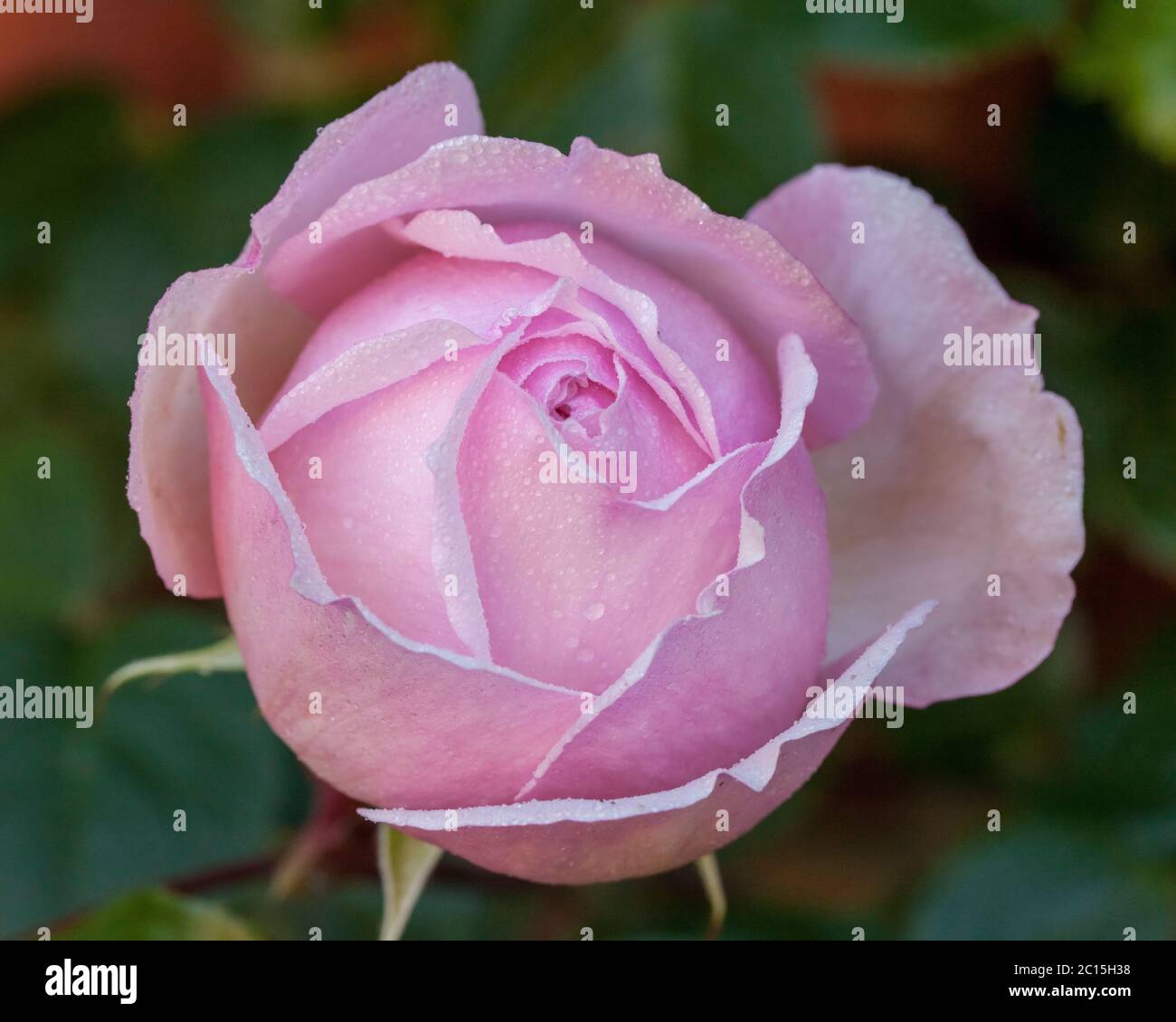 Rose 'Generous Gardener' Banque D'Images