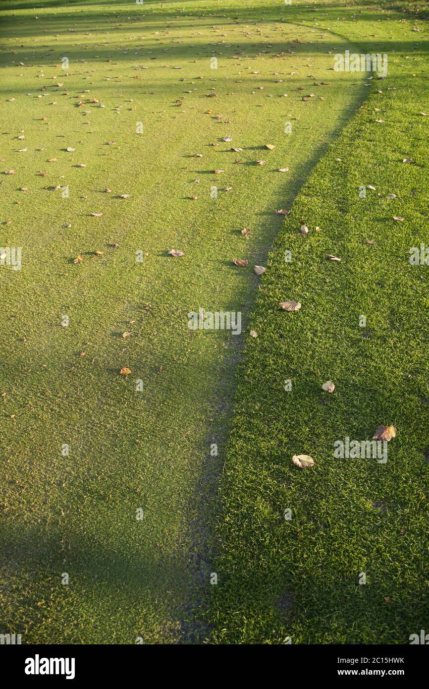 L'herbe sur un terrain de golf Banque D'Images