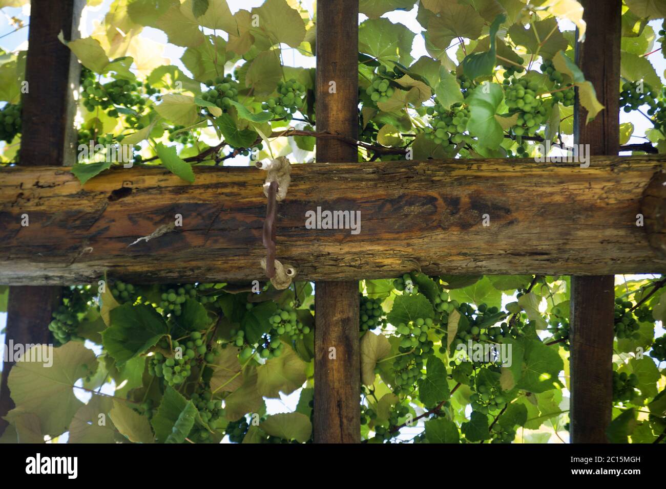 Pergola avec vignes Banque D'Images