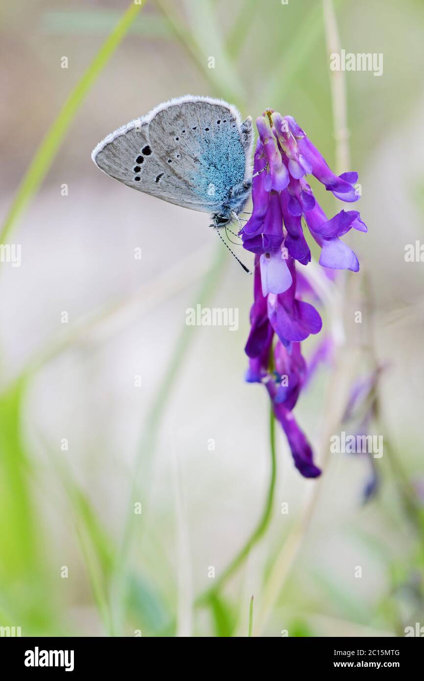 Vert-dessous Bleu papillon - Glaucopsyche alexis, beau petit papillon des prés et jardins européens, Pag Island, Croatie. Banque D'Images