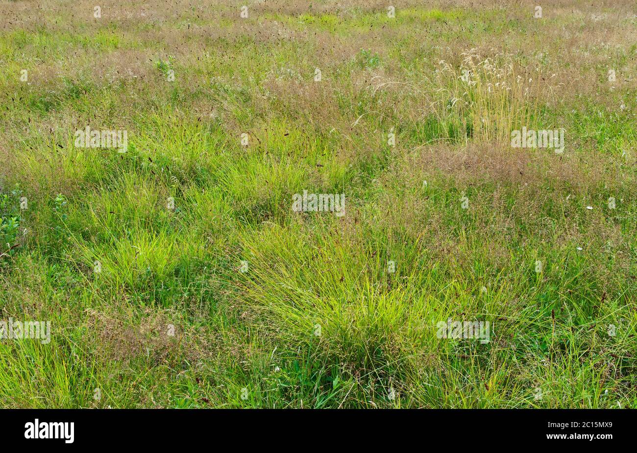 Herbes et haies dans la région de Big Meadows, dans le parc national de Shenandoah, en Virginie, en milieu d'été. Banque D'Images