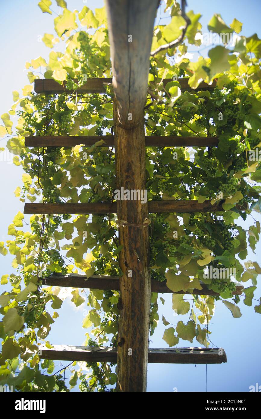 Pergola avec vignes Banque D'Images