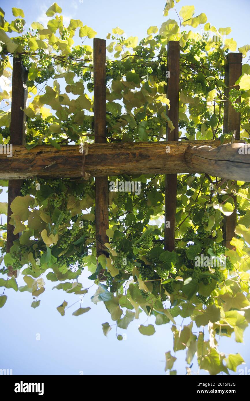 Pergola avec vignes Banque D'Images