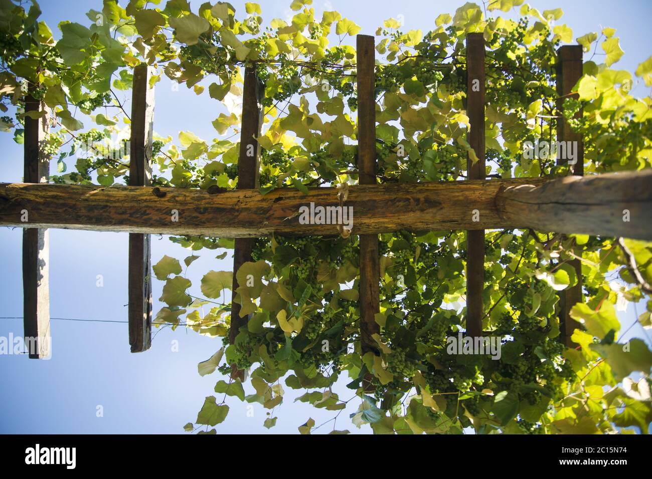 Pergola avec vignes Banque D'Images