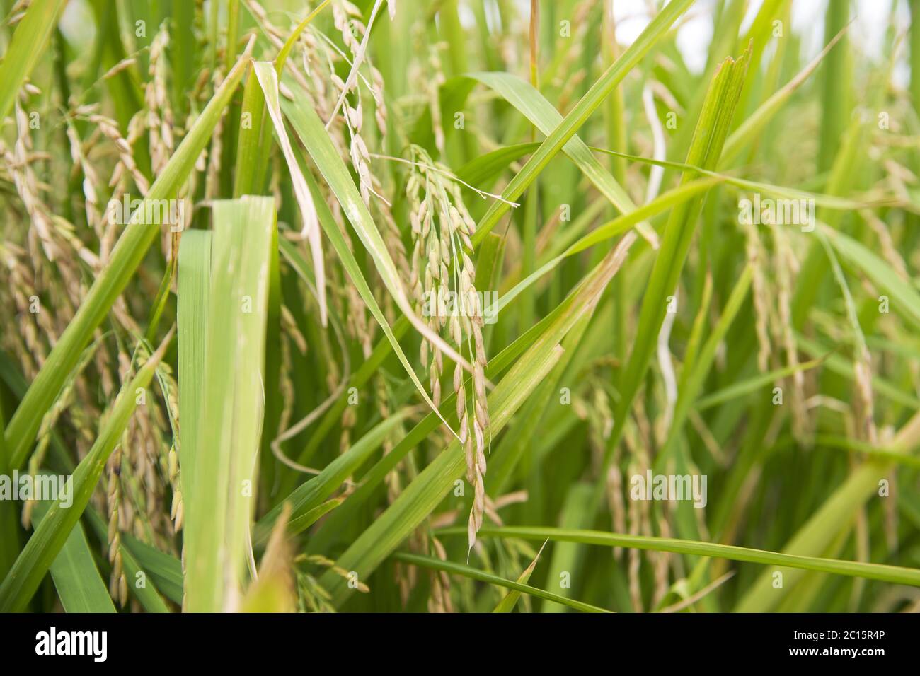 Culture de la plante de riz Banque D'Images