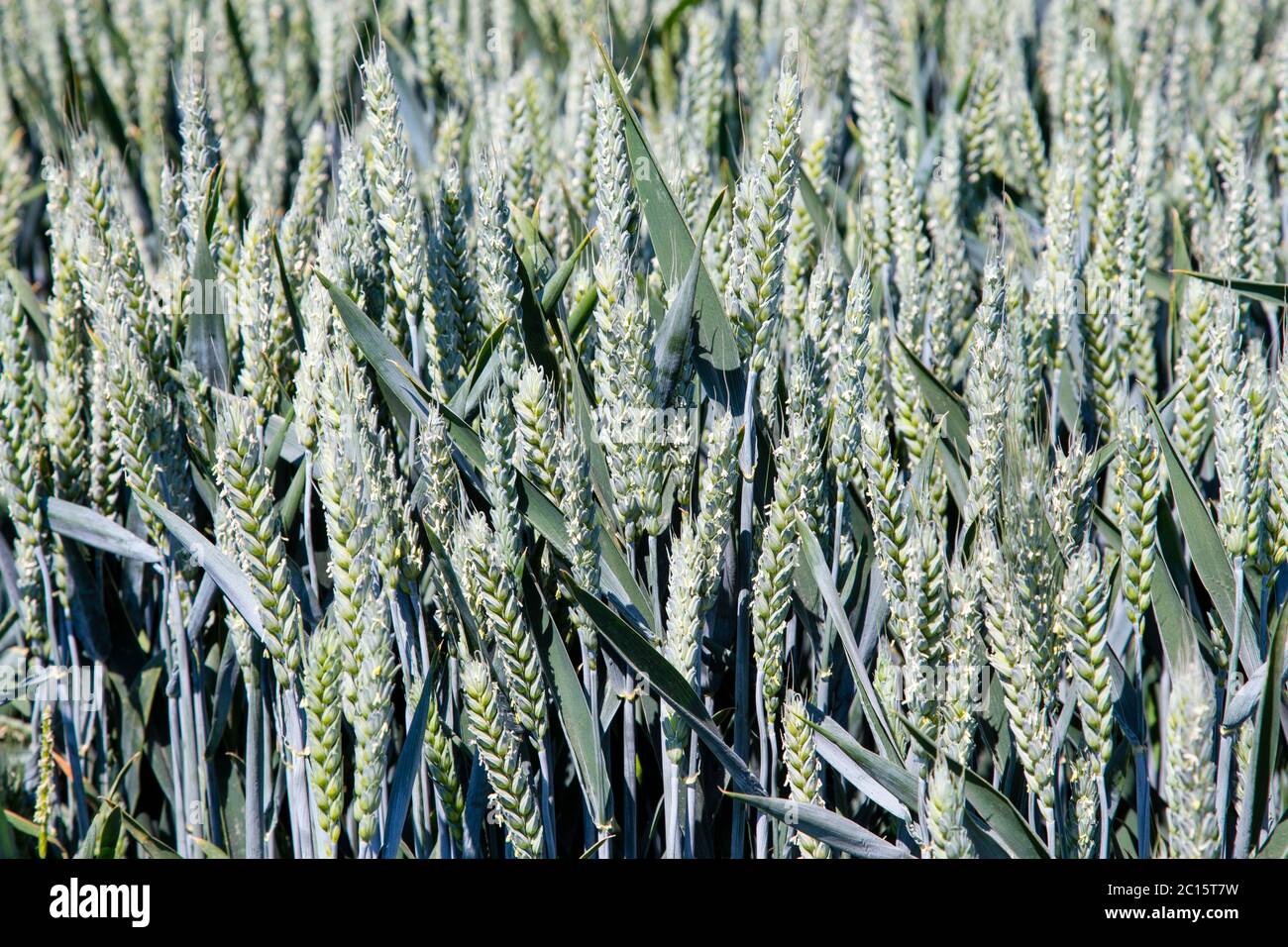 Culture de blé dans un champ au Hampshire, en Angleterre Banque D'Images