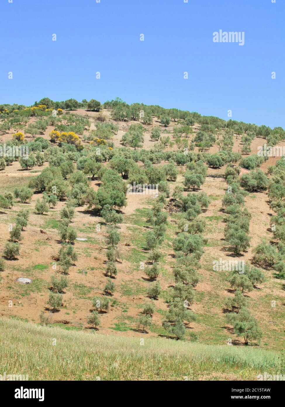 Beau paysage espagnol avec un jeune jardin d'oliviers au printemps Banque D'Images