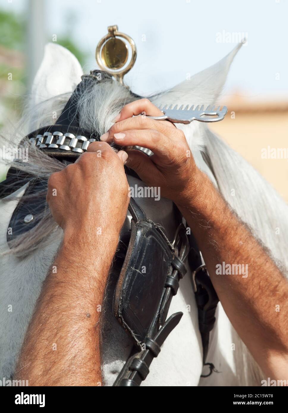 Rider fuseaux bangs d'un chariot blanc cheval. Andalousie, Espagne Banque D'Images