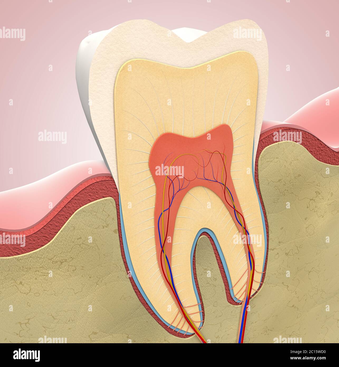 Coupe transversale d'une dent molaire - illustration 3d Banque D'Images