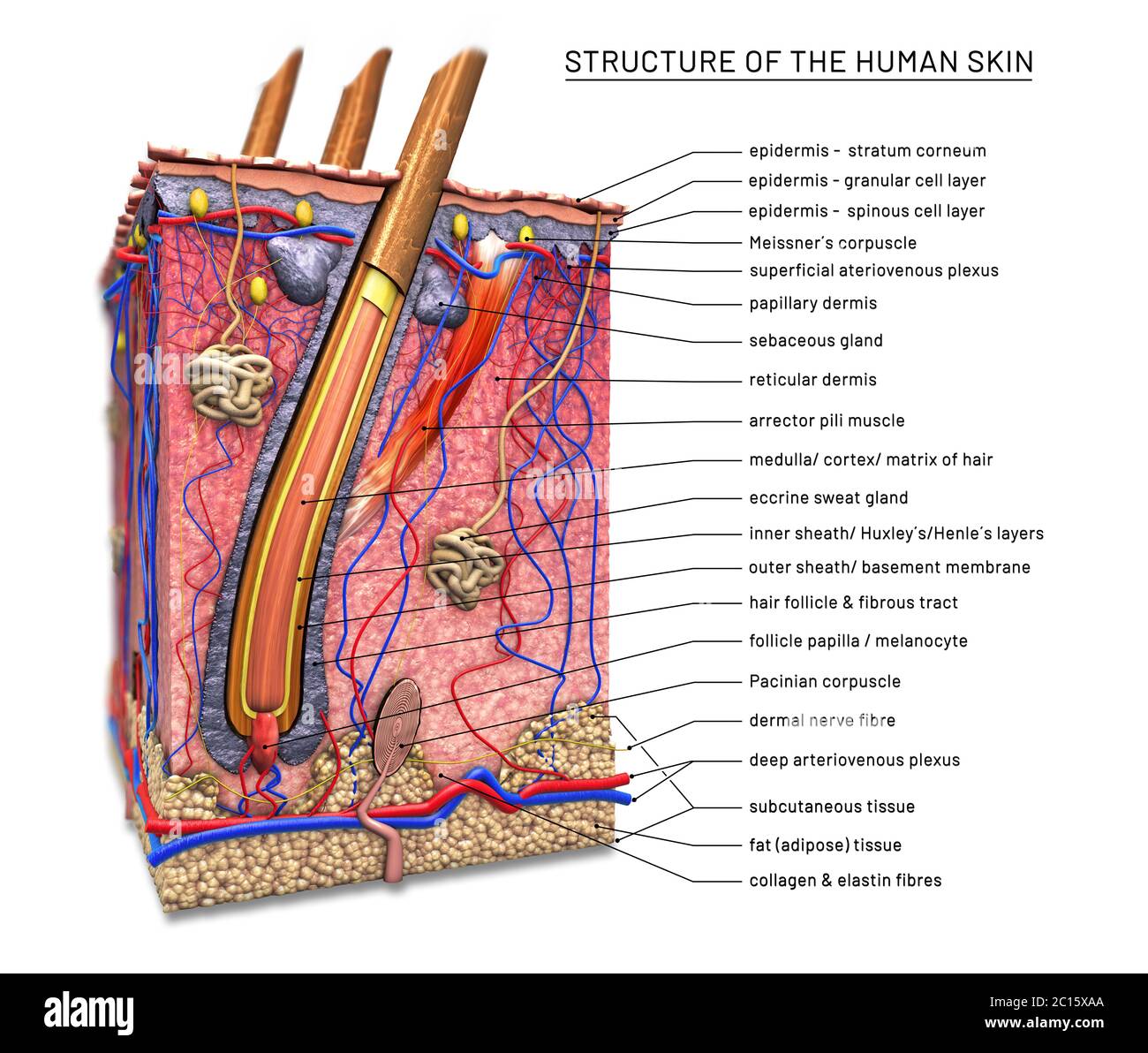 Structure de la peau humaine, coupe transversale du follicule pileux avec descriptions - illustration 3d Banque D'Images
