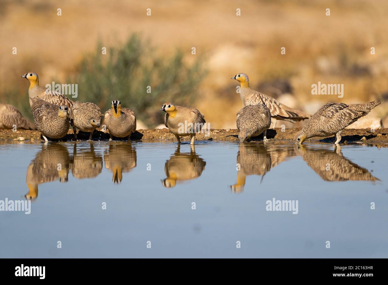 Grès couronné (Pterocles coronatus) Banque D'Images