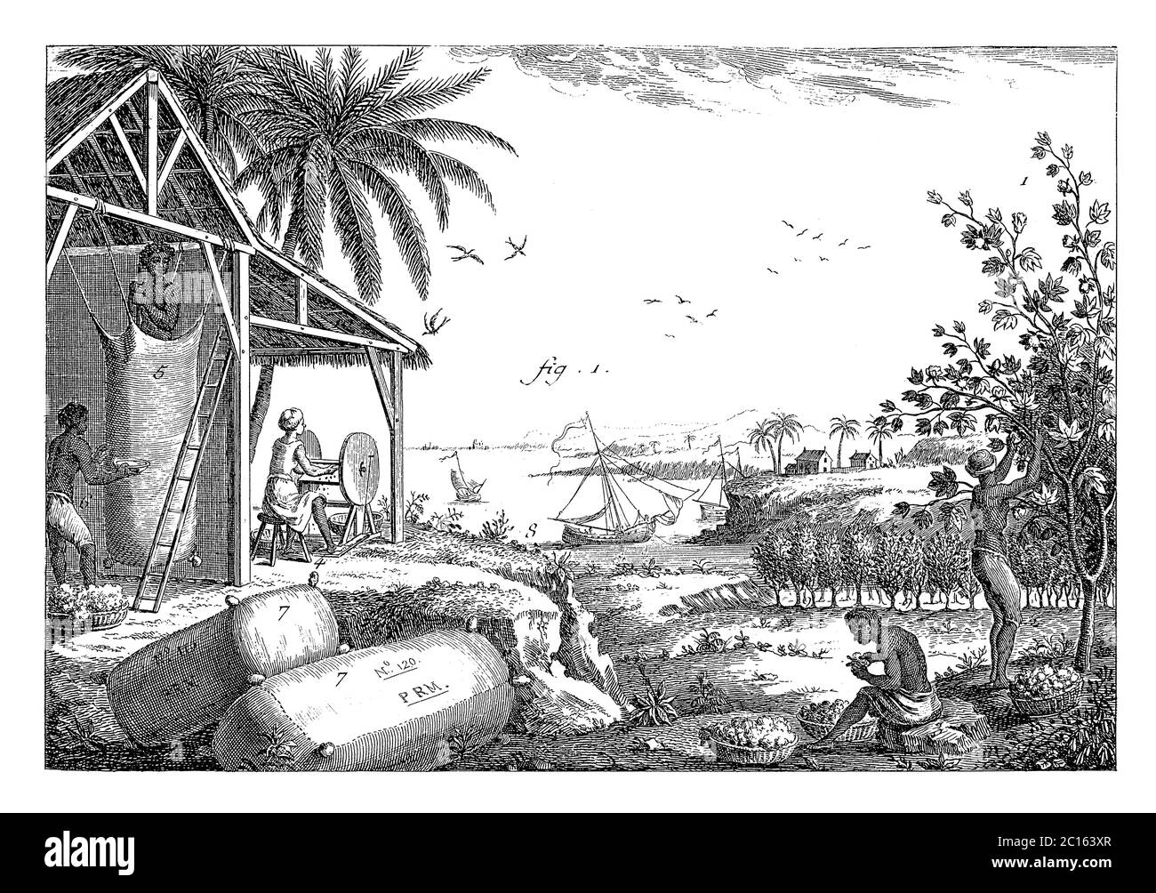 illustration du xviiie siècle d'une plantation de coton. Publié dans 'A Diderot Pictorial Encyclopedia of Trades and Industry. Fabrication et la technologie Banque D'Images