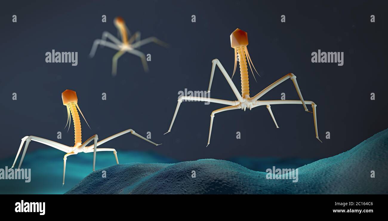 Bactériophage ou virus phage attaquant et infectant une bactérie - illustration 3d Banque D'Images