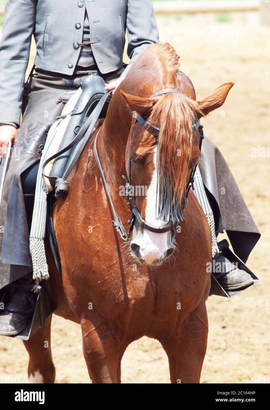 Cheval pure race espagnole Banque de photographies et d’images à haute