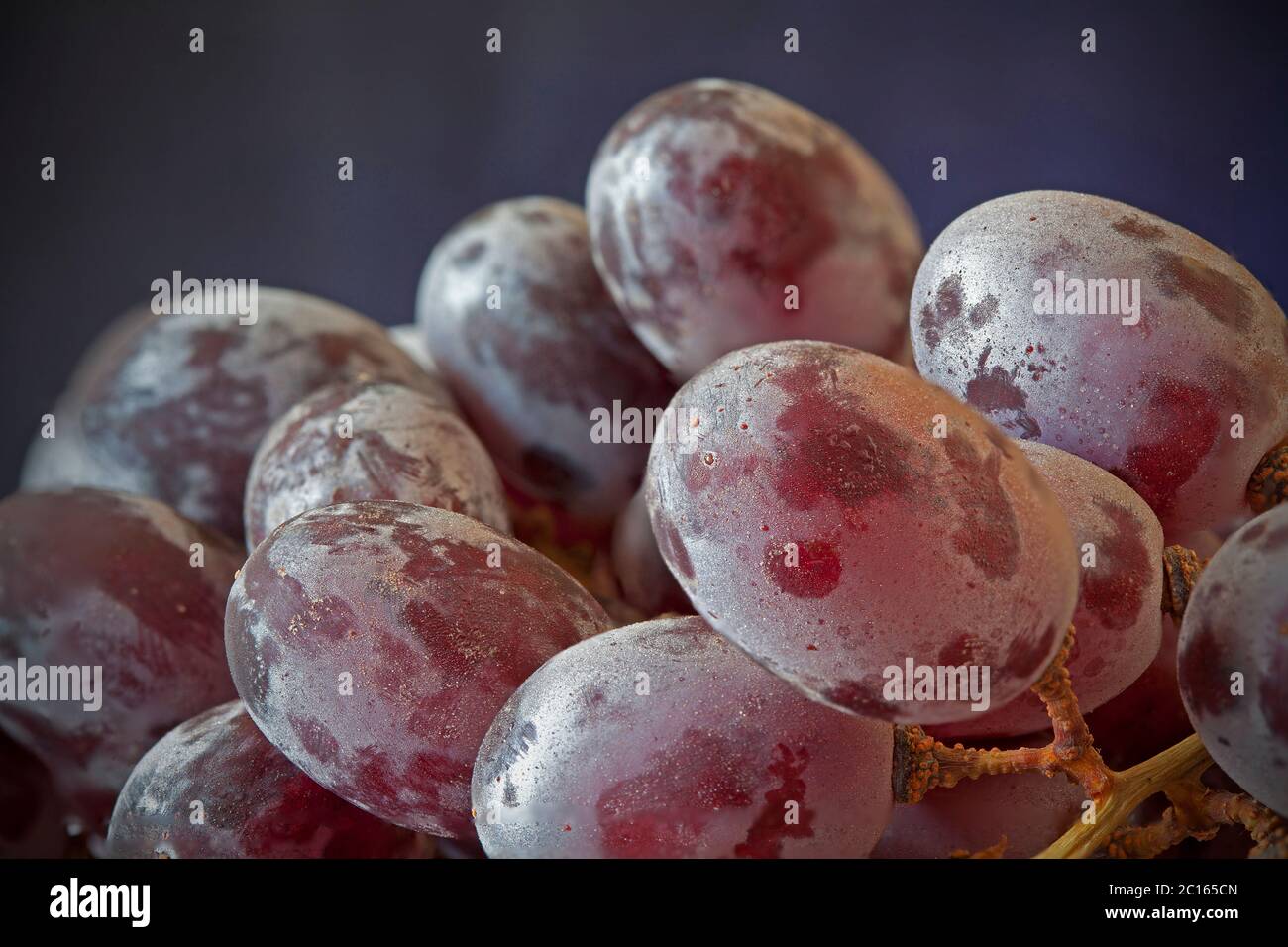 Raisins rouges sur la vigne couverte de fleur Banque D'Images