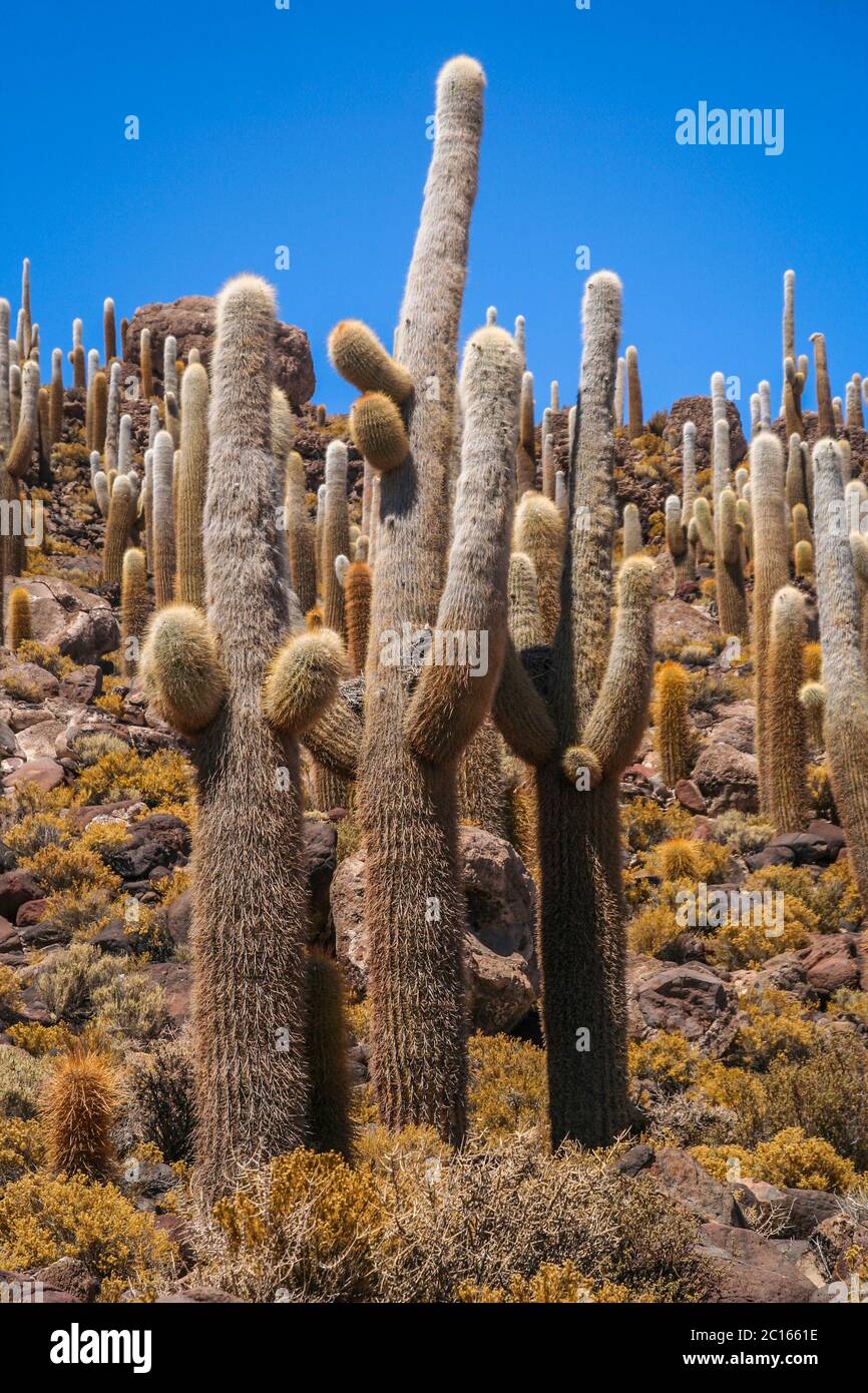 Big cactus en Bolivie Banque D'Images