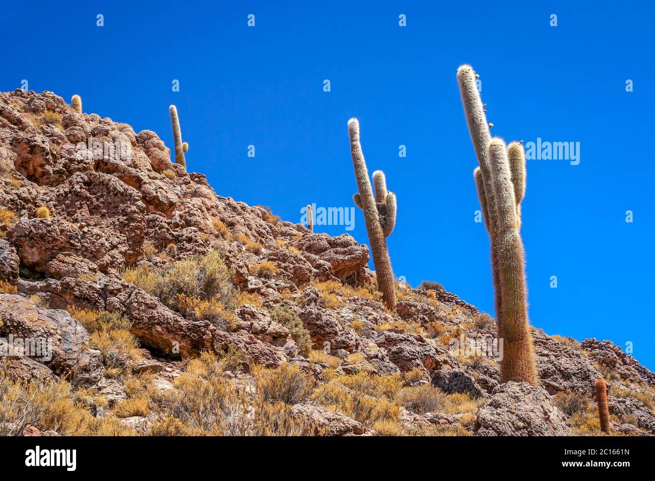 Cactus bolivien sur un versant de montagne Banque D'Images