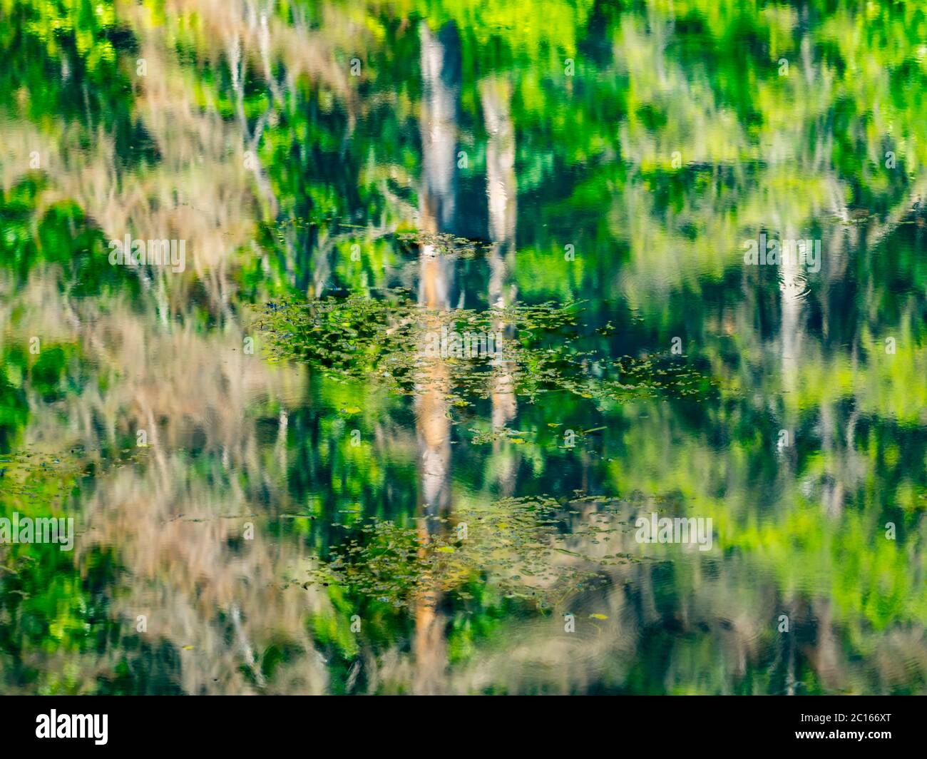 Lac avec cascade et ancienne scierie et moulin à eau abandonnée Cogrljevo jezero Croatie Europe réflexions presque artistiques de l'eau de la forêt de Green Spring Banque D'Images