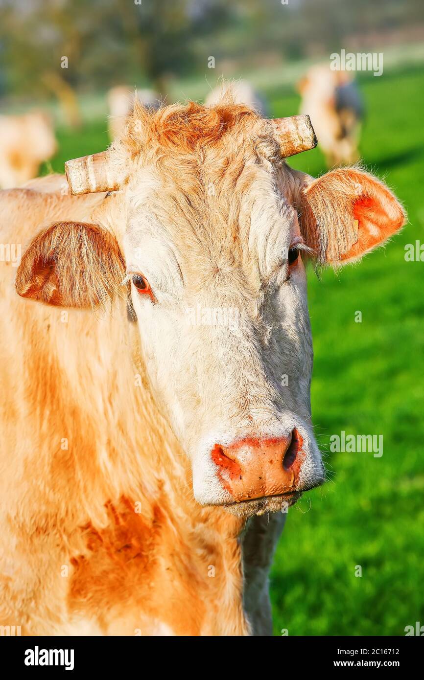 Une vache d'Aquitaine blonde dans un pré vert naturel Banque D'Images