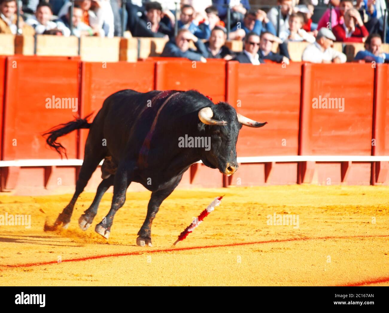 Combattre le taureau d'Espagne. Jeune taureau noir Banque D'Images