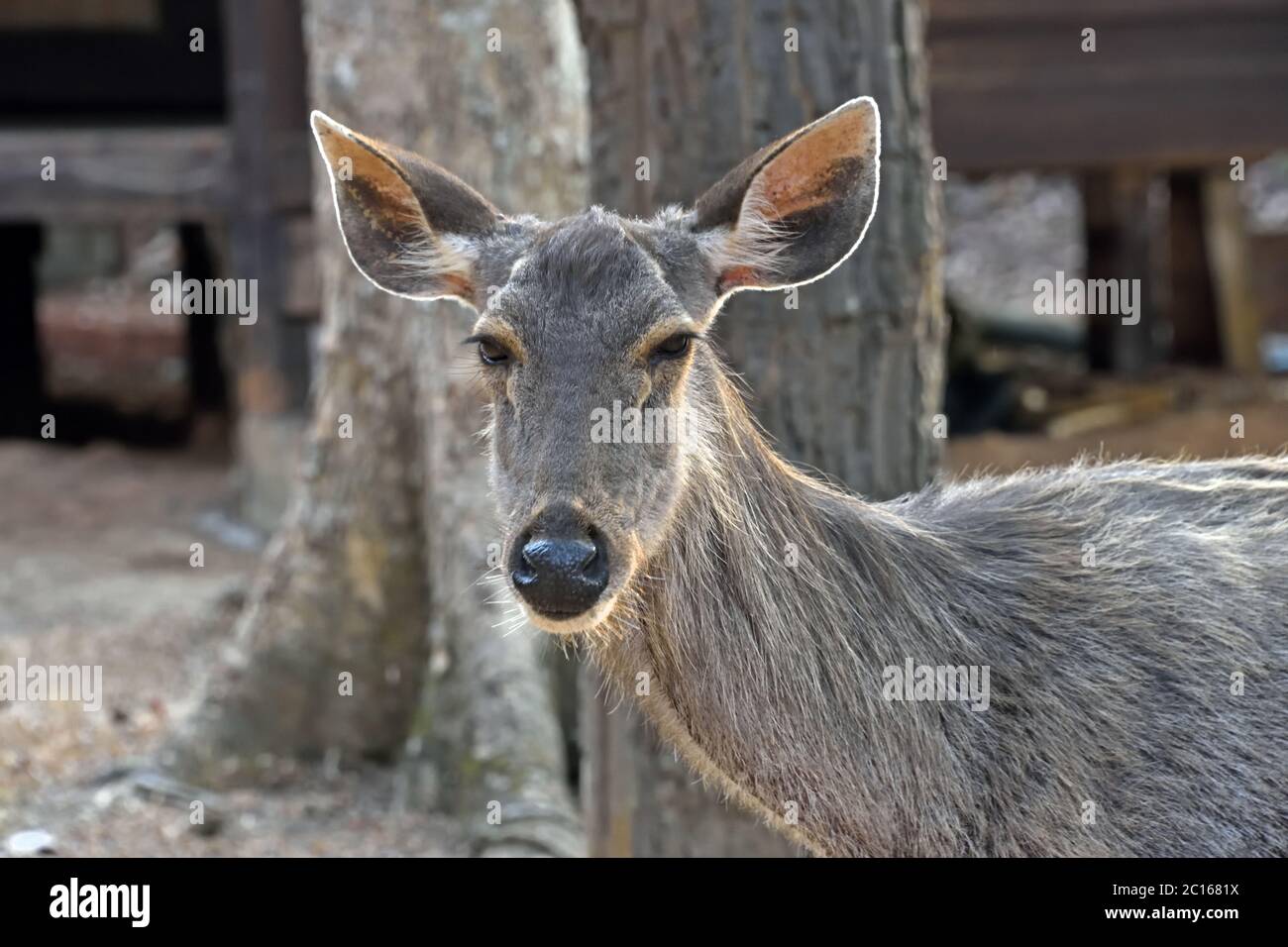 Une jeune femme Sambar Deer (rusa unicolor) près du siège d'un sanctuaire de la faune en Thaïlande Banque D'Images