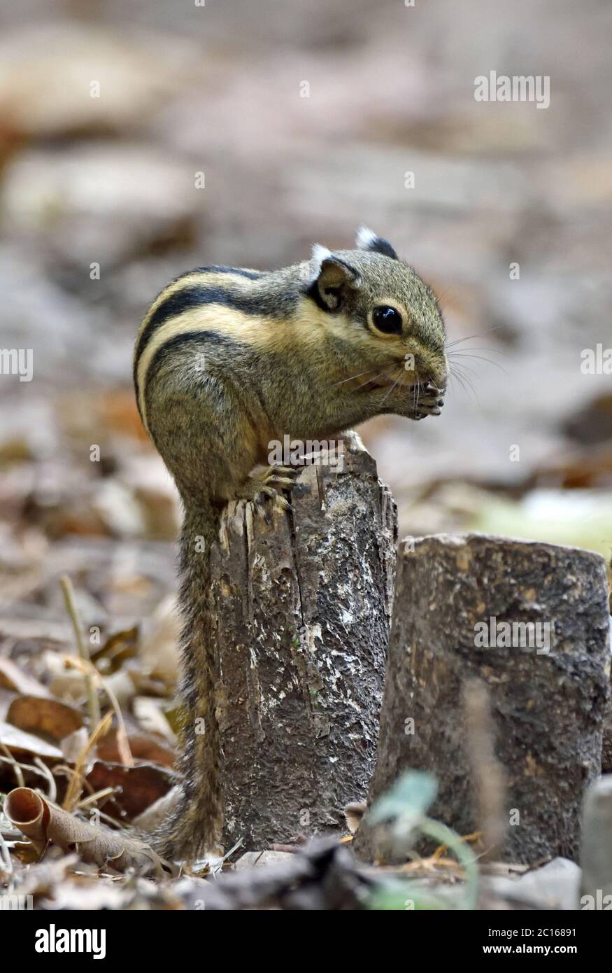 Un écureuil rayé de l'Himalaya (Tamiops mcclellandii) mangeant du grain sur le plancher de la forêt en Thaïlande occidentale Banque D'Images