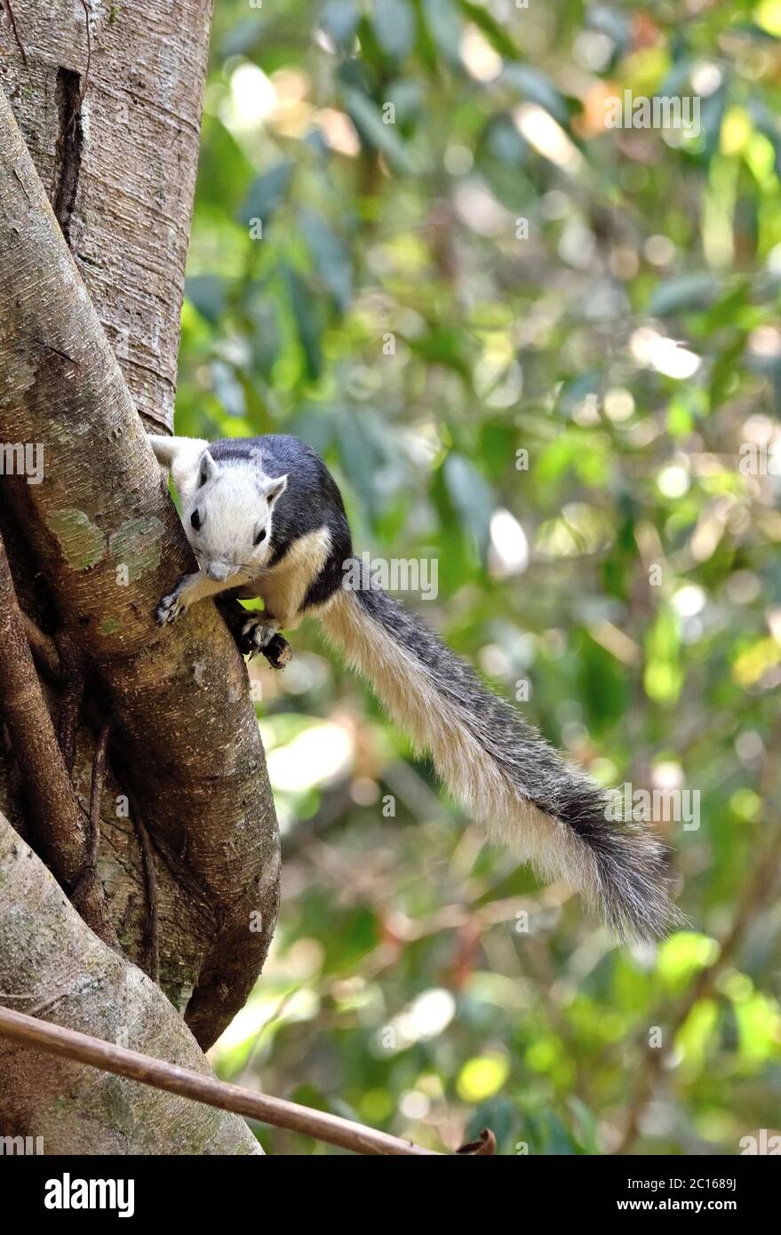 Un écureuil variable (Callosciurus finlaysonii) à la base d'un grand arbre forestier dans le nord-est de la Thaïlande Banque D'Images