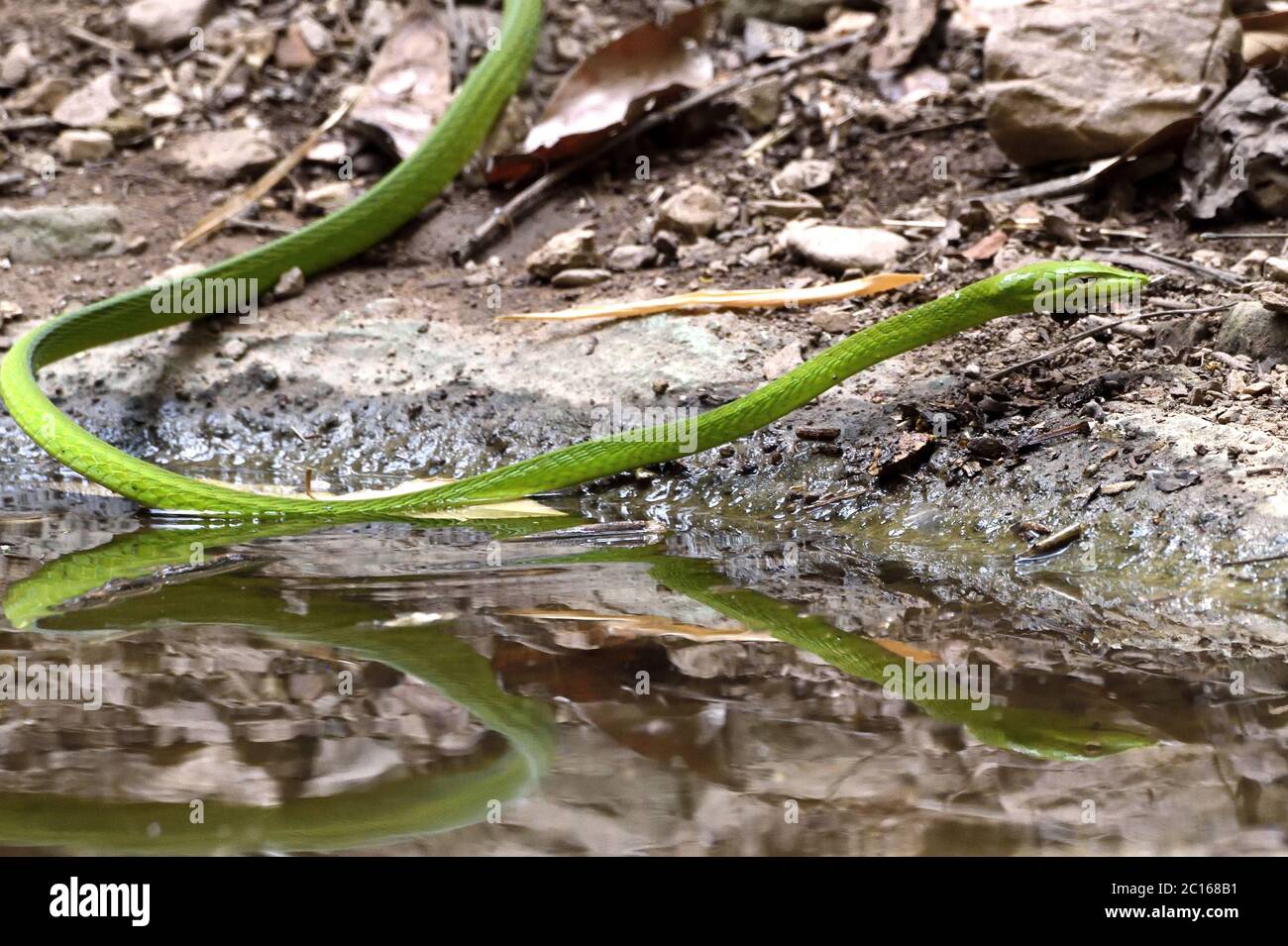 Un grand serpent à la whip orientale (Ahaetulla prasina) part après avoir bu d'une piscine forestière dans l'ouest de la Thaïlande Banque D'Images