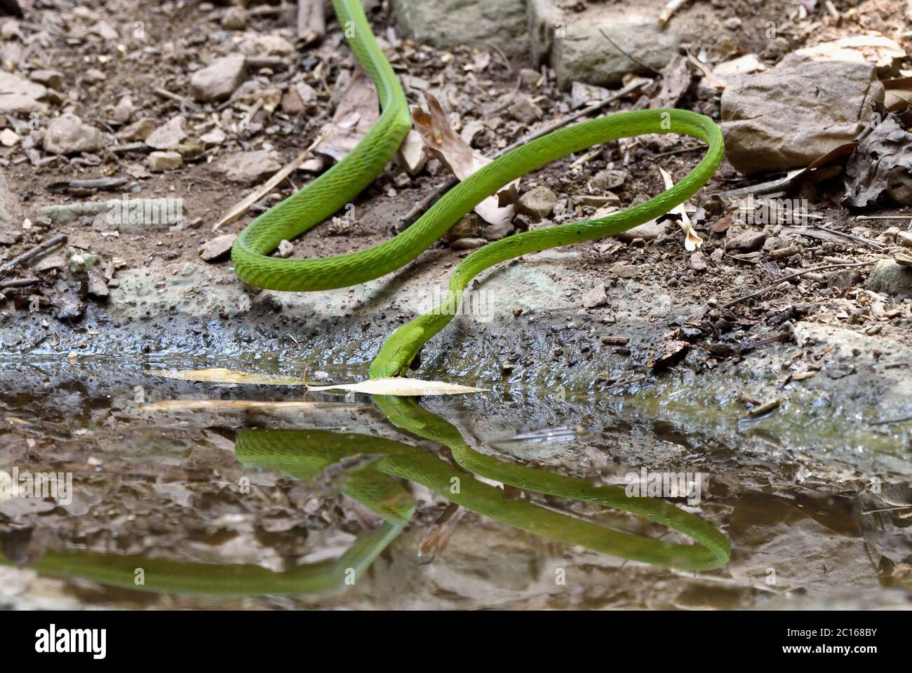 Un grand serpent à whip oriental (Ahaetulla prasina) qui se trouve dans une piscine forestière de l'ouest de la Thaïlande Banque D'Images