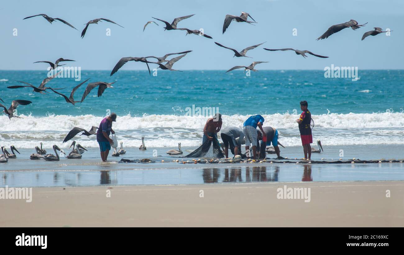 Palmar, Santa Elena / Equateur - octobre 19 2019: Groupe de pêcheurs artisanaux tirant des poissons hors du filet sur la plage avec un groupe de pélicans et se Banque D'Images