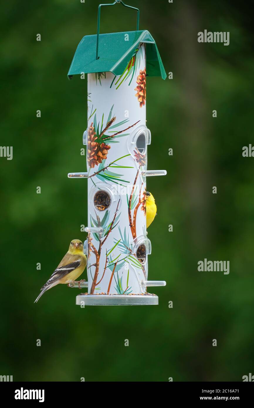 Les portiques d'or américains Spinus Tristis se nourrissent d'une nourrieuse d'arrière-cour à Orillia, Ontario, Canada, en juin. Banque D'Images