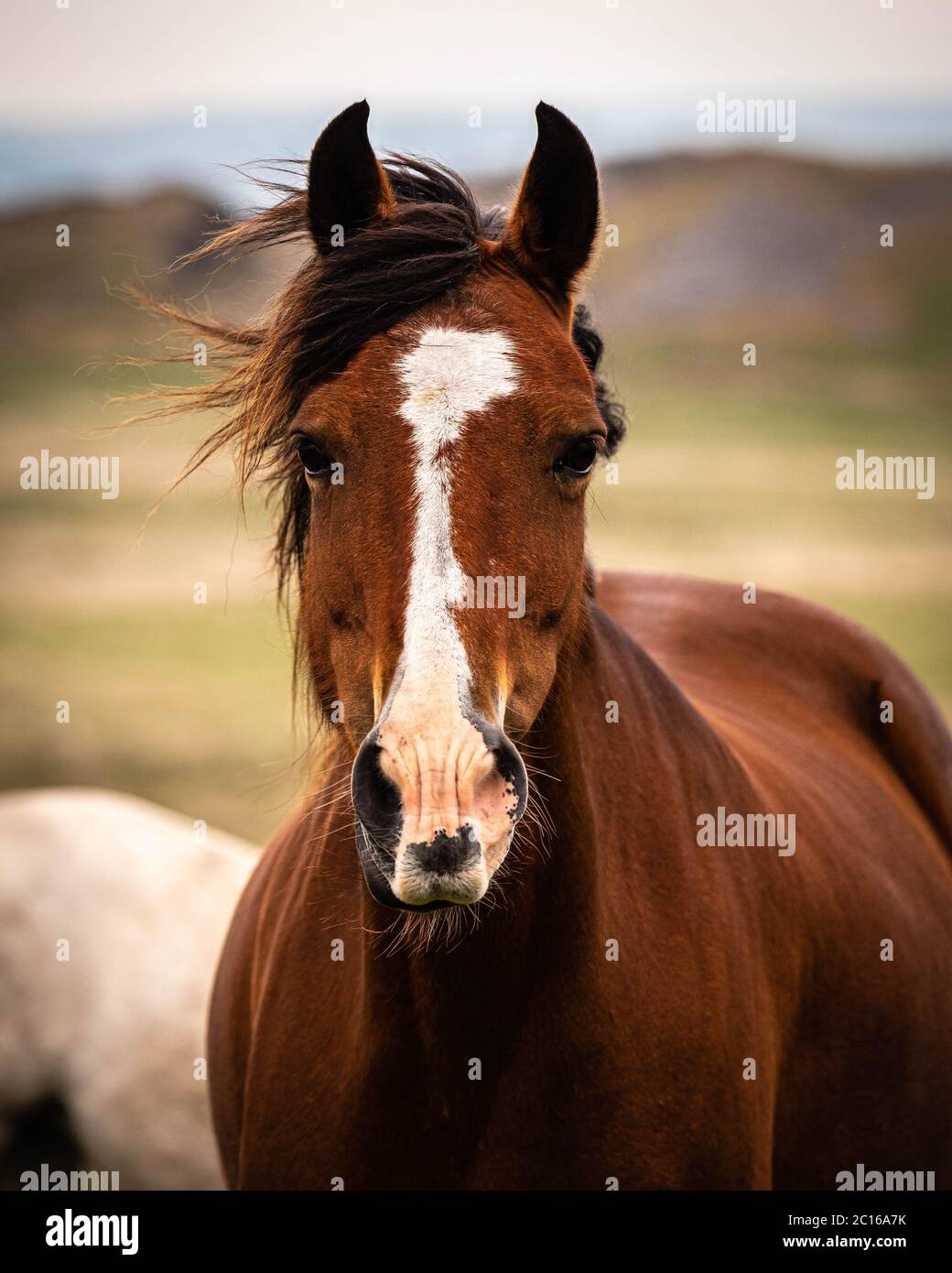 Welsh mountain pony Banque D'Images Welsh mountain pony Banque D'Images