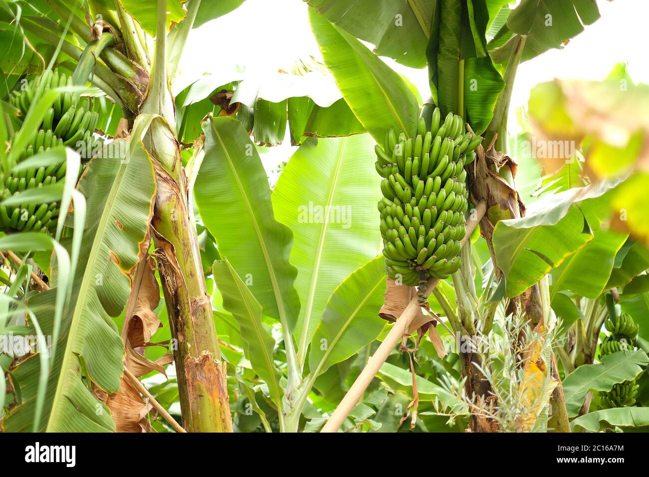 Bananes non mûres dans une plantation de bananes biologiques en Amérique centrale. Banque D'Images