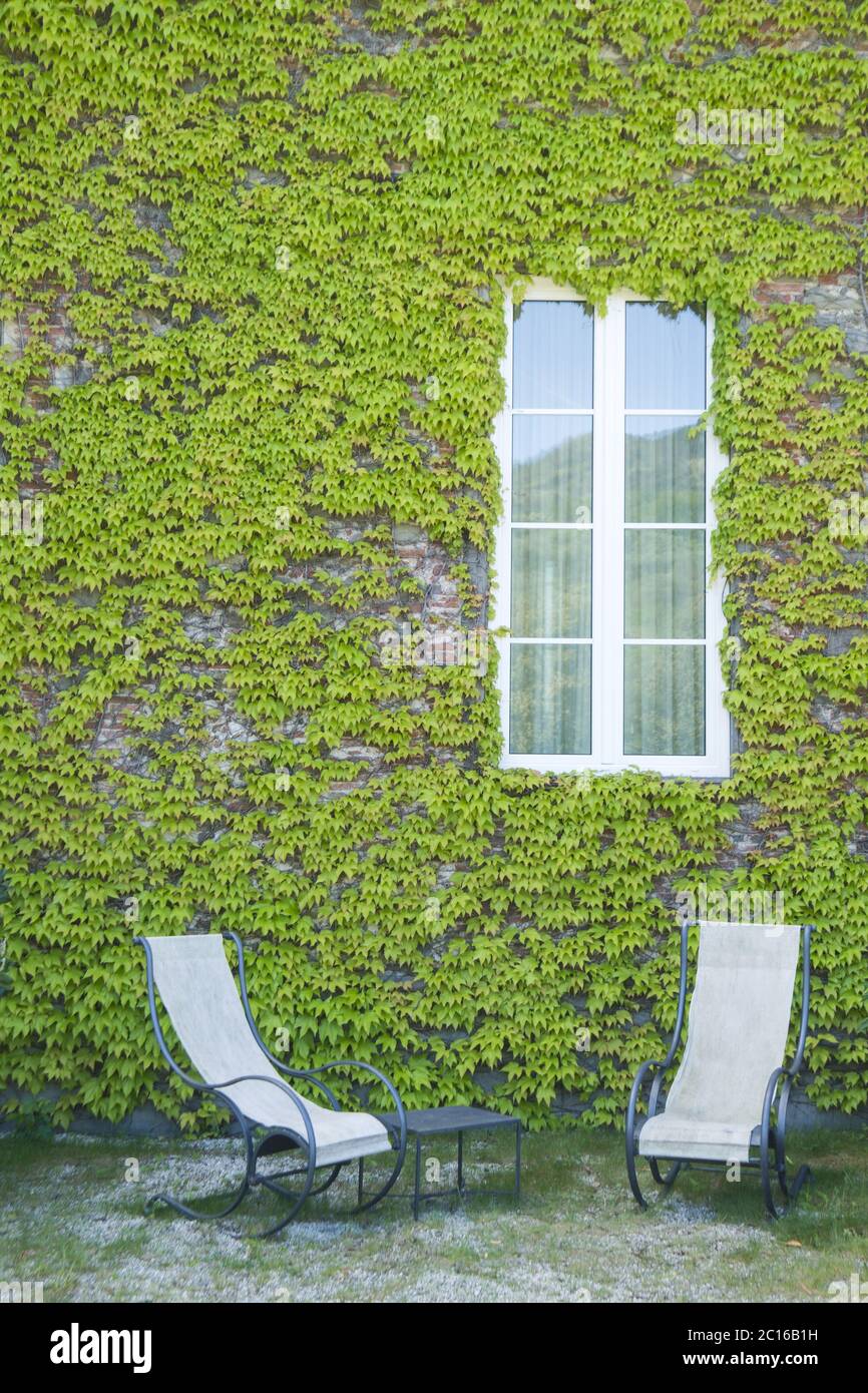 L'ivie du Canada Banque D'Images