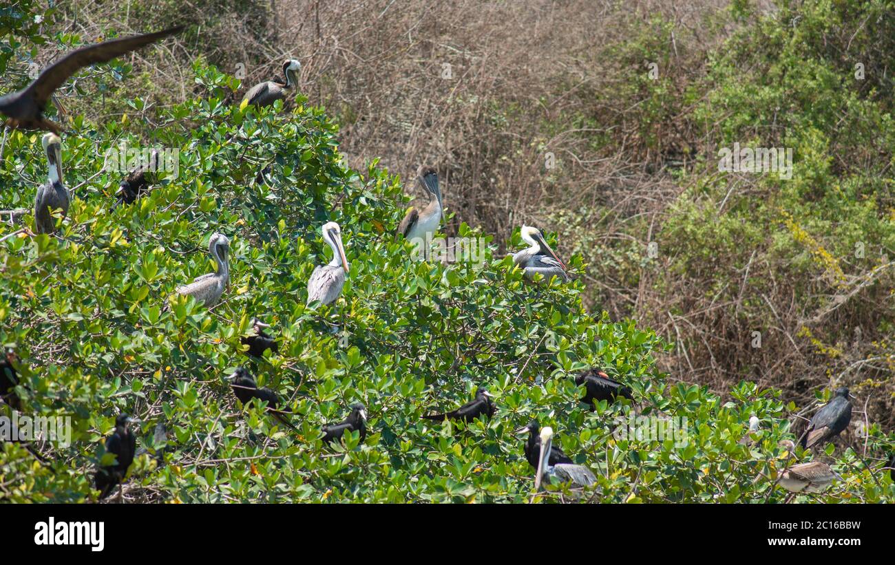 Groupe de pélicans brun du Pacifique reposant sur une mangrove noire avec des feuilles vertes sur la côte de l'Équateur. Nom scientifique: Pelecanus occidentalis murphyi Banque D'Images