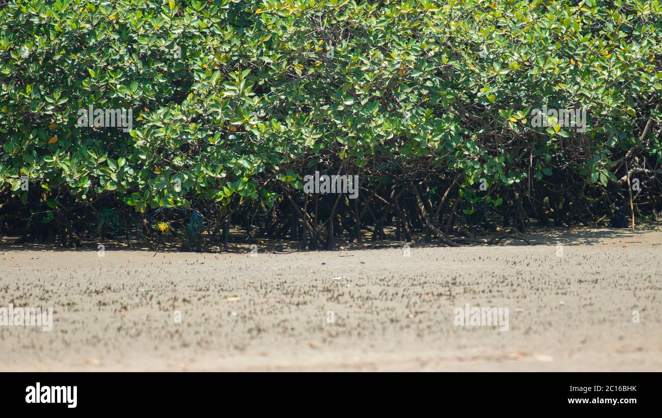 Approche d'une forêt de mangroves noires par la rivière à marée basse par un jour ensoleillé. Nom scientifique: Avicennia germinans Banque D'Images
