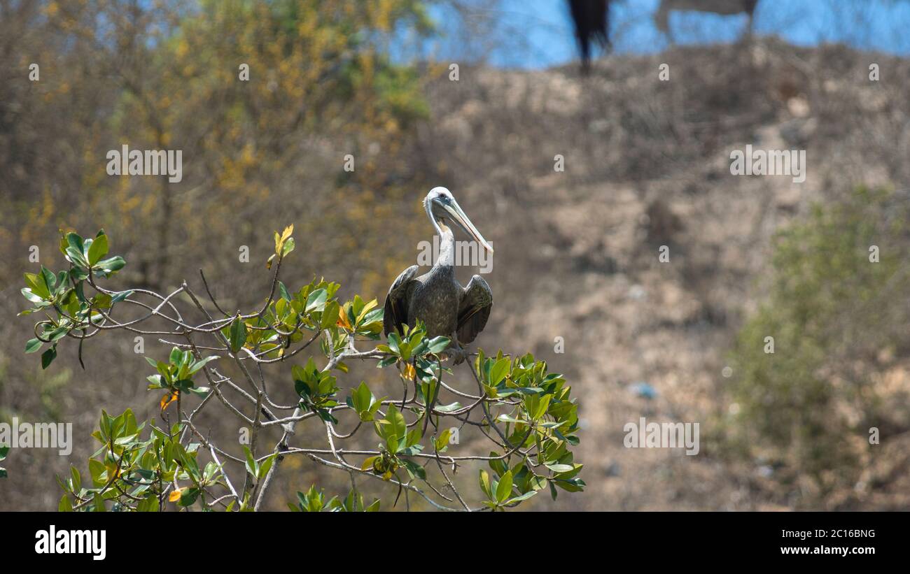 Pélican brun Pacifique debout sur une branche avec des feuilles vertes de mangrove noire avec une forêt non concentrée en arrière-plan. Nom scientifique: Pelecanus occ Banque D'Images
