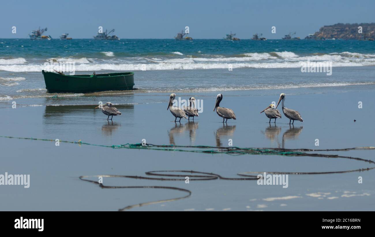 Groupe de pélicans marron du Pacifique debout sur la plage se reflétant dans l'eau avec des bateaux de pêche en arrière-plan. Nom scientifique: Pelecanus occiden Banque D'Images