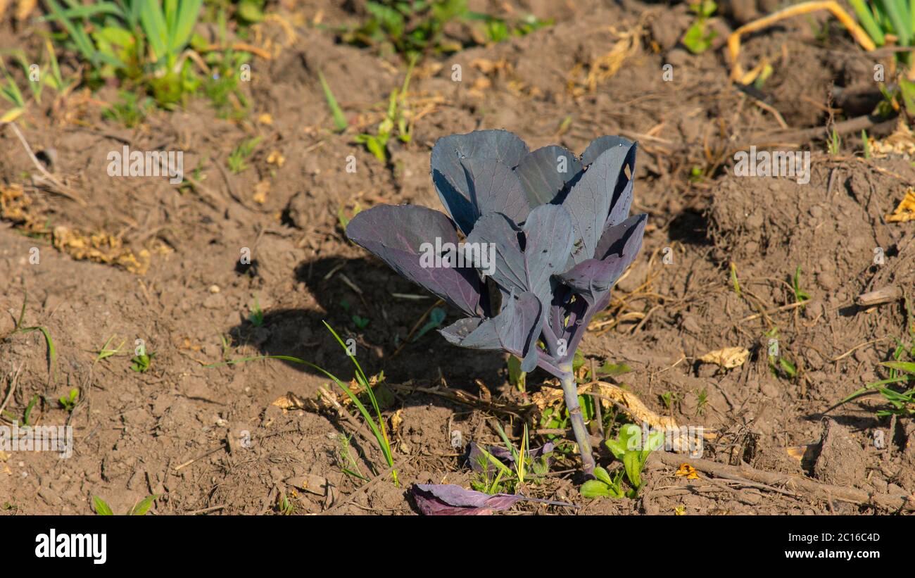 Approche d'une petite plante de chou pourpre plantée dans un champ de terre. Nom scientifique: Brassica oleracea var. Capitata F. rubra Banque D'Images