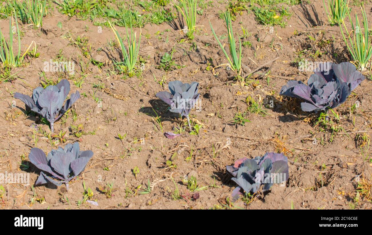 Vue sur un terrain semé avec de petites plantes de chou violet au lever du soleil. Nom scientifique: Brassica oleracea var. Capitata F. rubra Banque D'Images