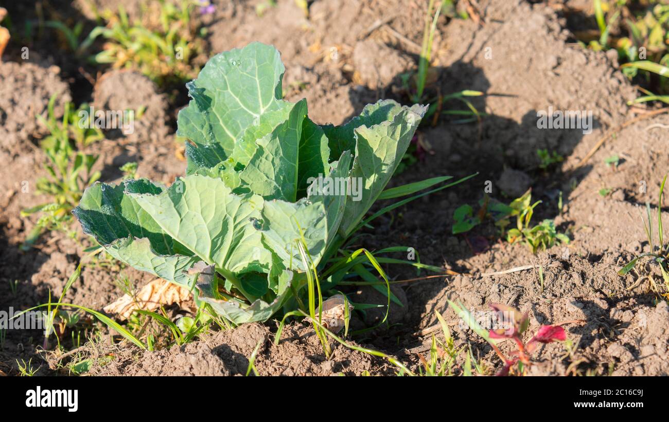 Approche d'une petite plante de chou vert plantée dans un champ de terre. Nom scientifique : Brassica oleracea var. Capitata L. Banque D'Images