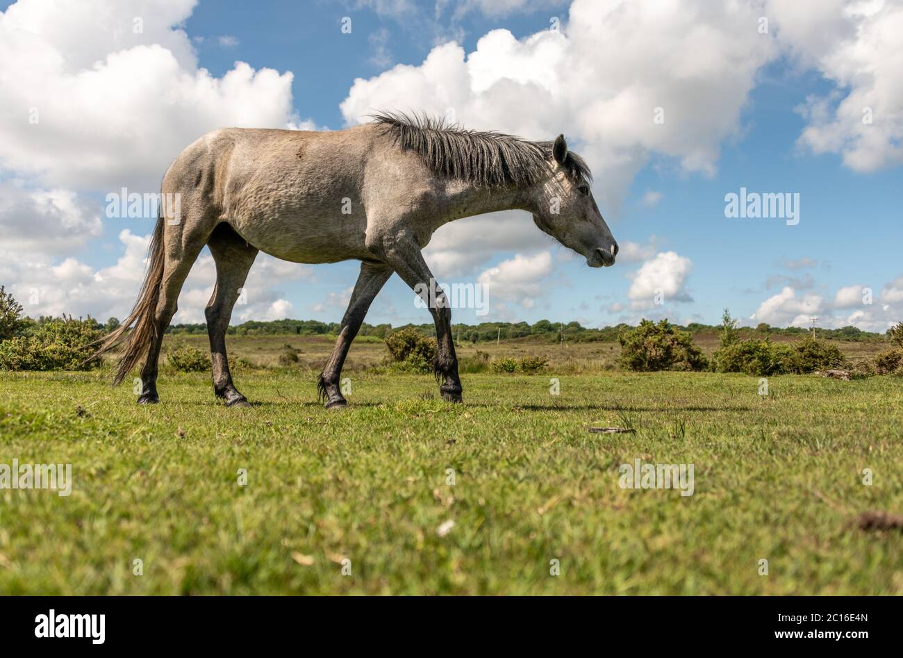 Burley, Royaume-Uni. Dimanche 14 juin 2020. Un poney de la Nouvelle forêt se tombe près de Burley dans le Hampshire, un jour ensoleillé d'été. Credit: Thomas Faull/Alay Live News Banque D'Images