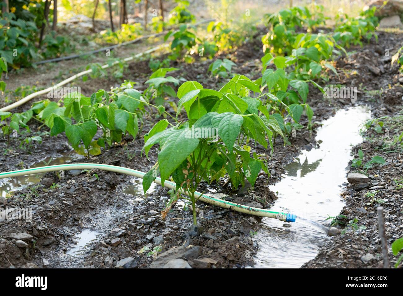 Arrosage de jeunes plants de haricots. Agriculture, concept agricole, production biologique à domicile Banque D'Images