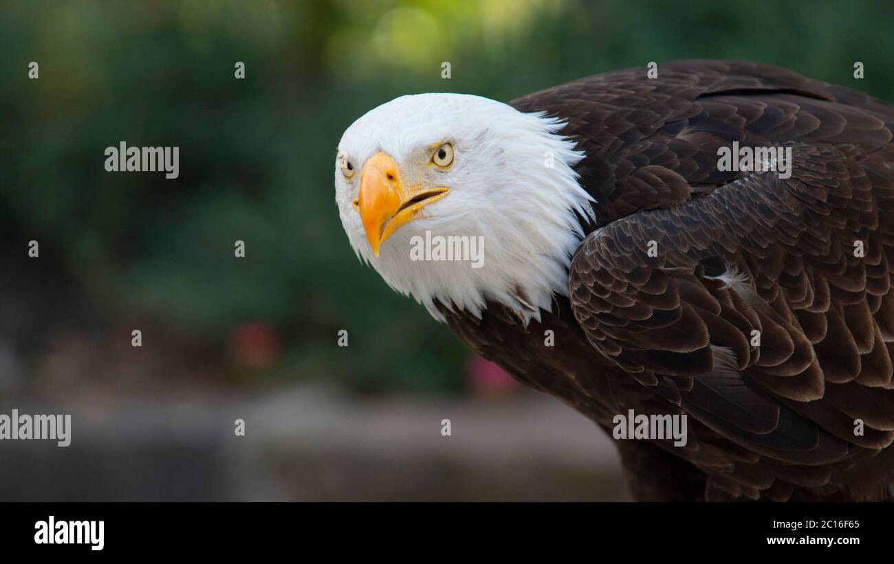 Approche de la tête d'un aigle à tête blanche vue du côté faisant face à la caméra avec le fond d'arbres non focalisés. Nom scientifique: Haliaeetus leucoce Banque D'Images