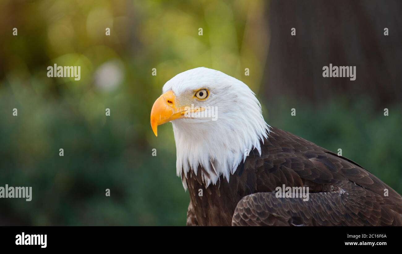 Approche à la tête d'un aigle à tête blanche vu du côté avec des arbres non focalisés arrière-plan. Nom scientifique: Haliaeetus leucocephalus Banque D'Images