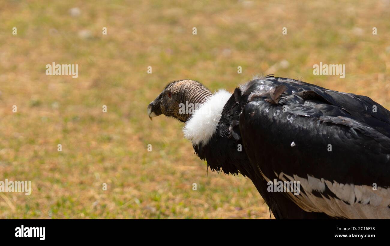 Approche de la tête d'une femelle condor andin vu en profil avec le fond des plantes hors foyer. Nom scientifique: Vultur gryphus Banque D'Images