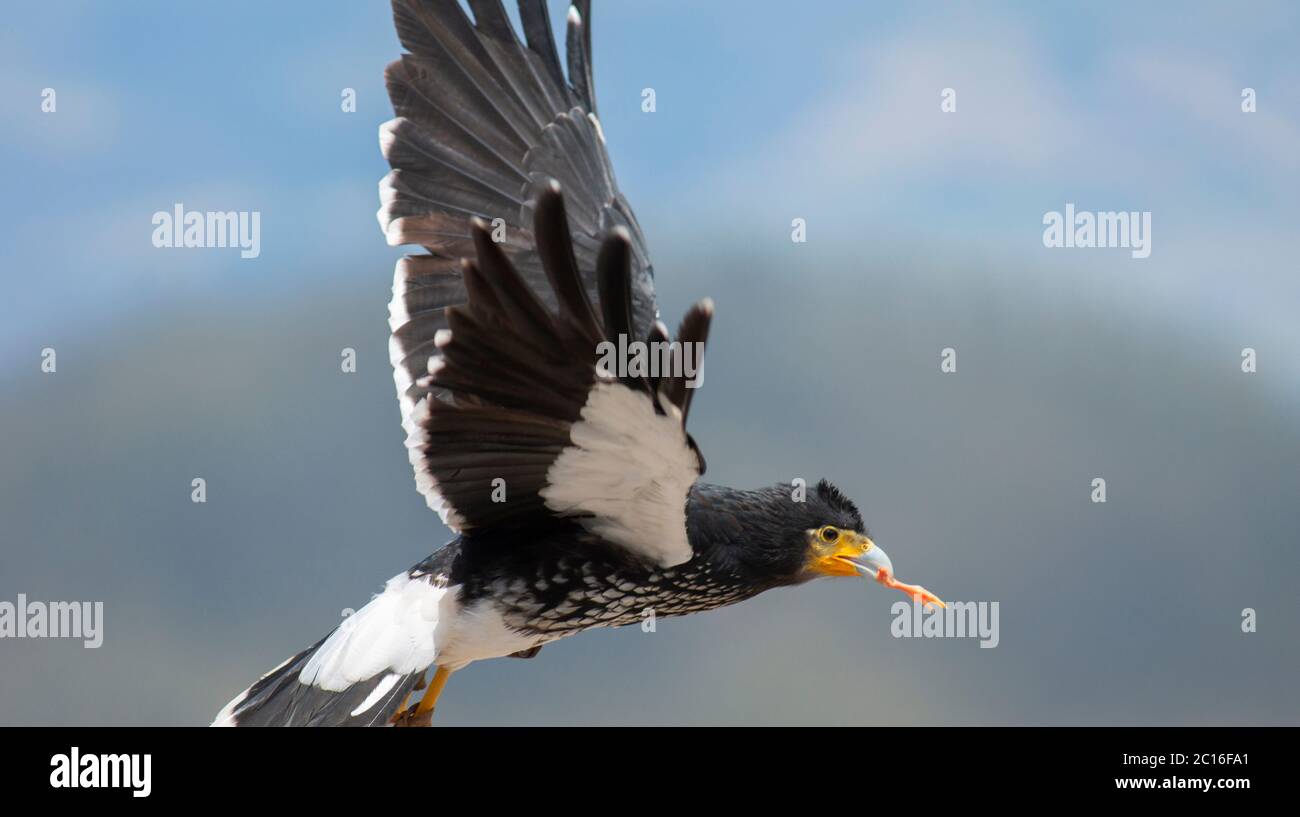 Vue en profil d'une cucuriquingue équatorienne volant avec un morceau de viande dans son bec. Il a été considéré comme sacré par les Incas. Nom commun: Caracara car Banque D'Images